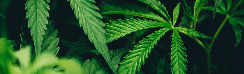 Close-up image of a cannabis plant